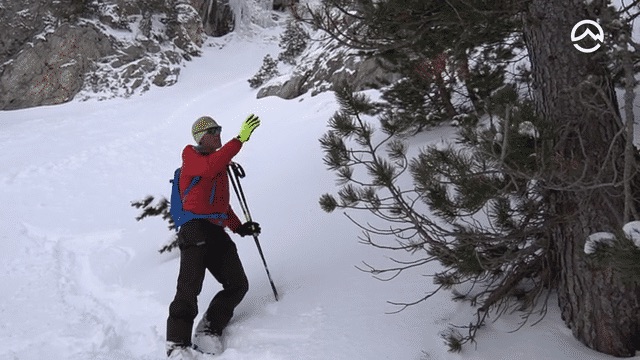 PELIGROS en esquí de montaña: ÁRBOLES, esquí de montaña