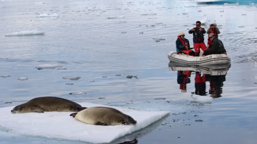 antartida focas, viaje en velero antártida