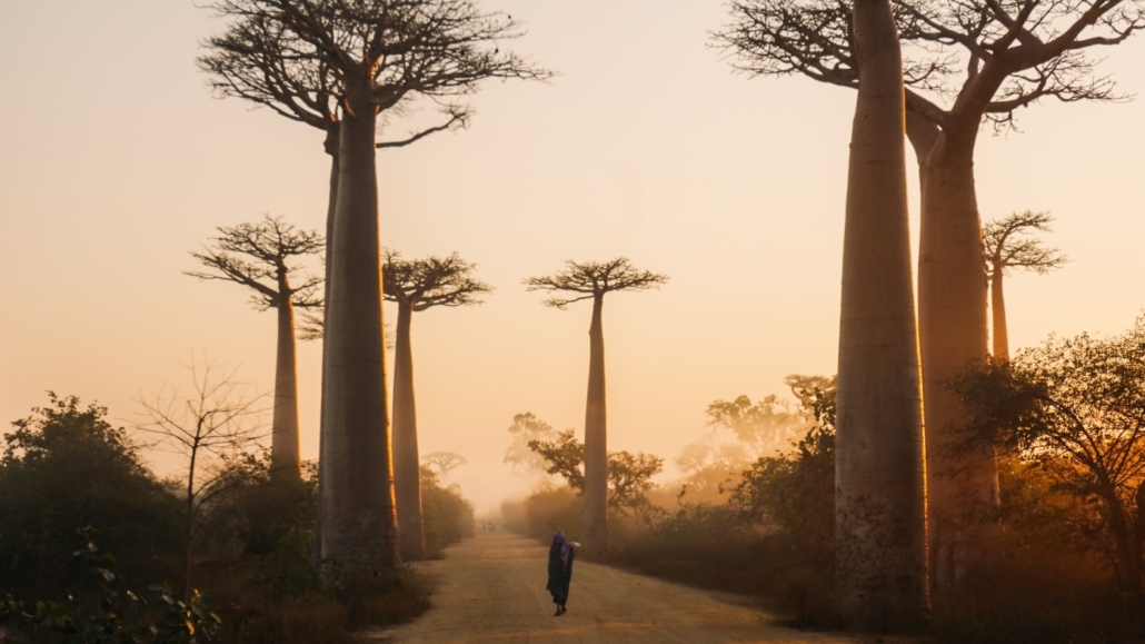 DESCUBRE MADAGASCAR, avenida baobabs madagascar