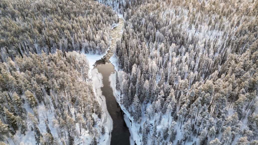 Laponia Finlandesa, auroras y naturaleza, bosques laponia