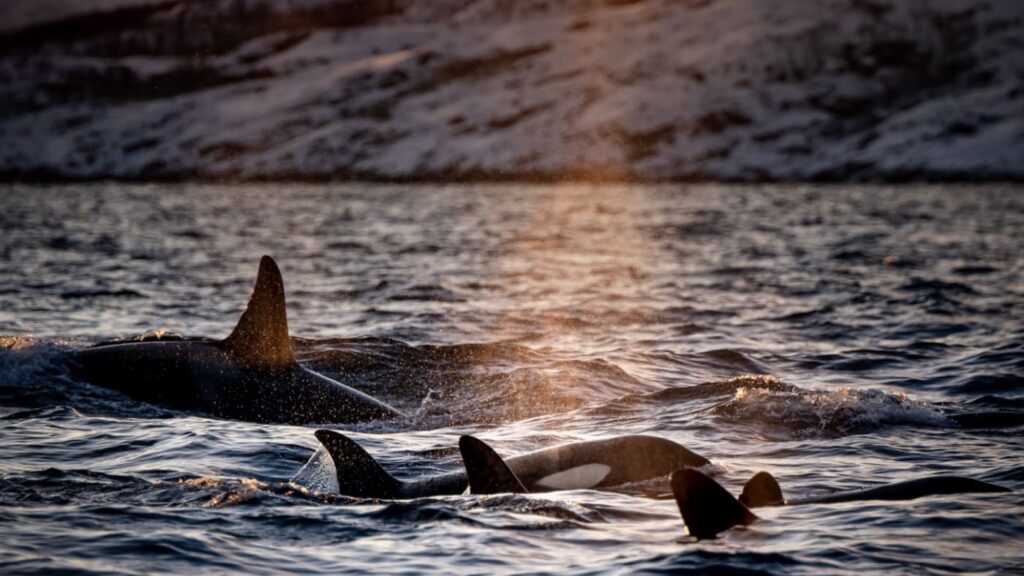 Orcas swimming together in Norway