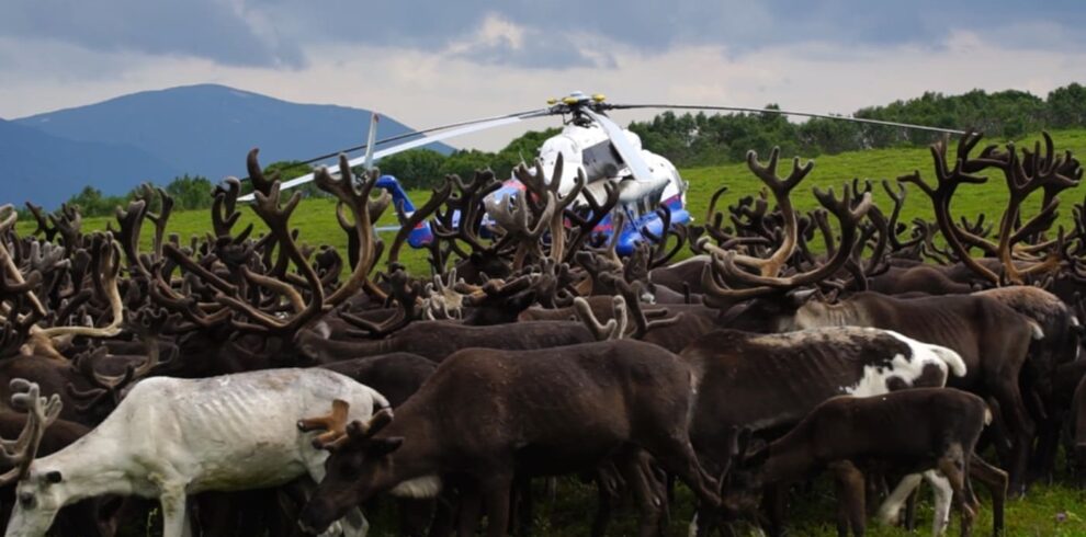 Helicopter lands next to reindeer herd