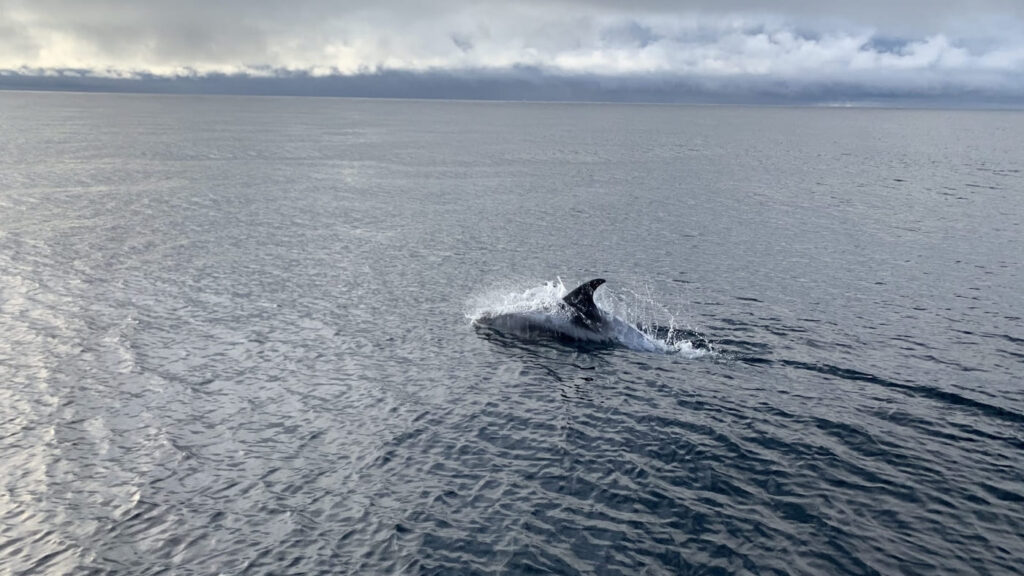 Orca crossing the ocean