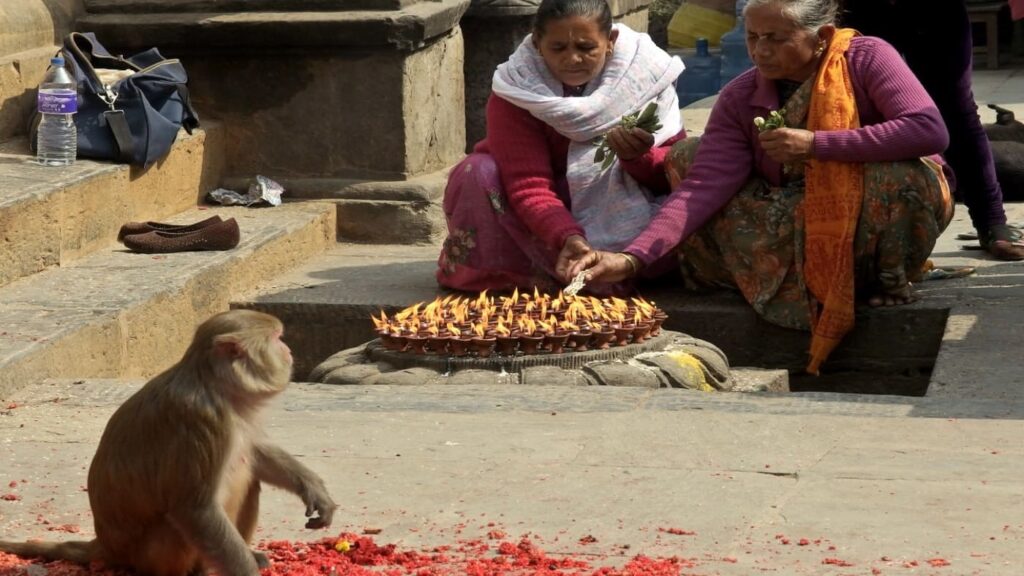 Nepal Temple Monkey trips B4Experience