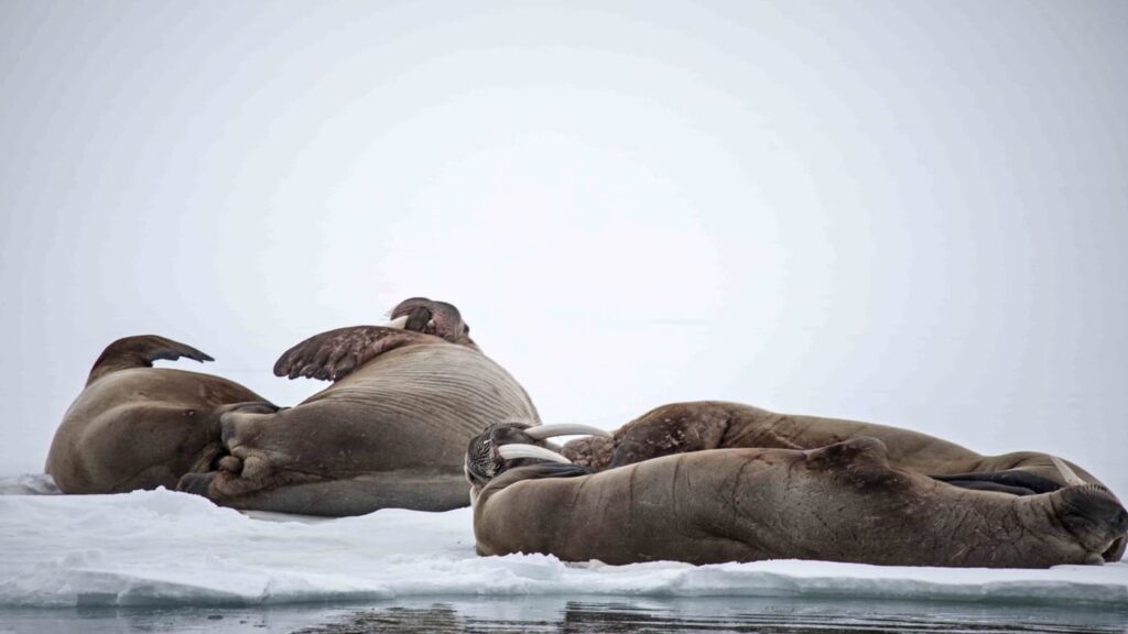 Walruses enjoying the snow