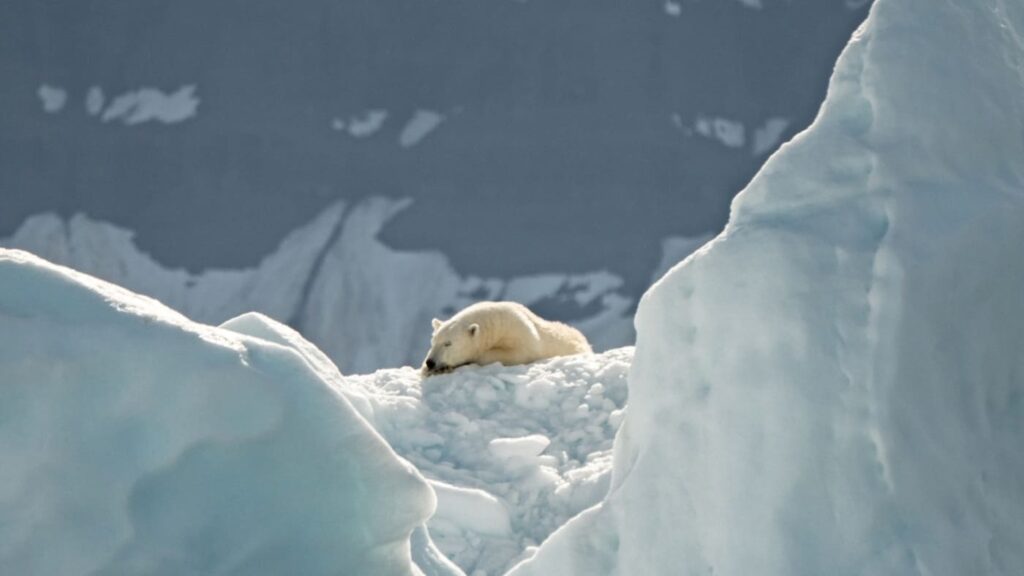 svalbard polar bear