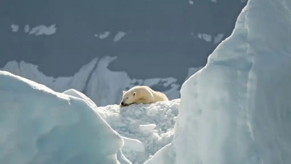 svalbard polar bear