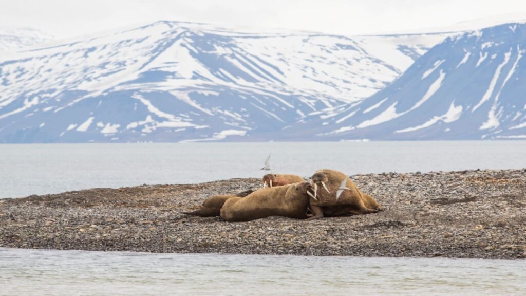 Walruses playing on a beach in Svalbard