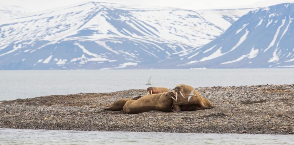 Walruses playing on a beach in Svalbard