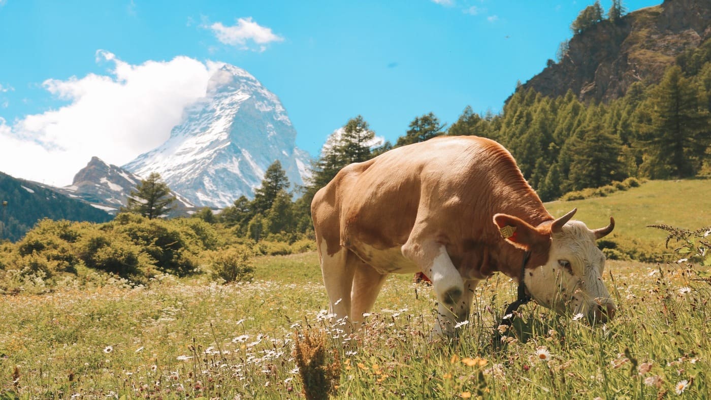 Alpine cow