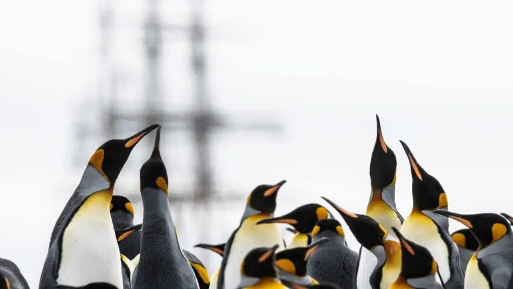 King penguins gather with a sailboat in the background with B4Experience