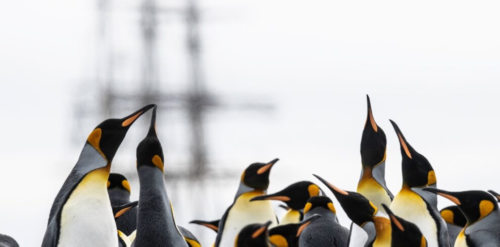 Antarctic penguin anb sailboat