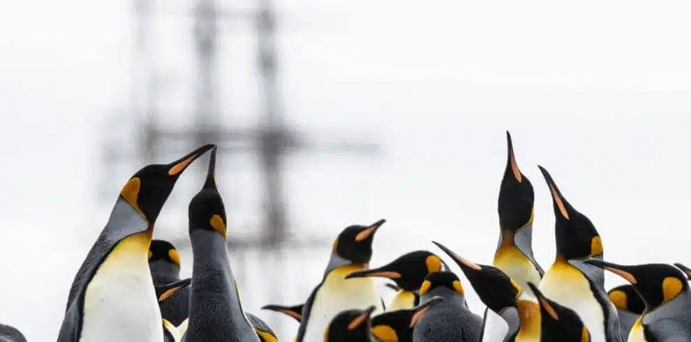 King penguins gather with a sailboat in the background with B4Experience