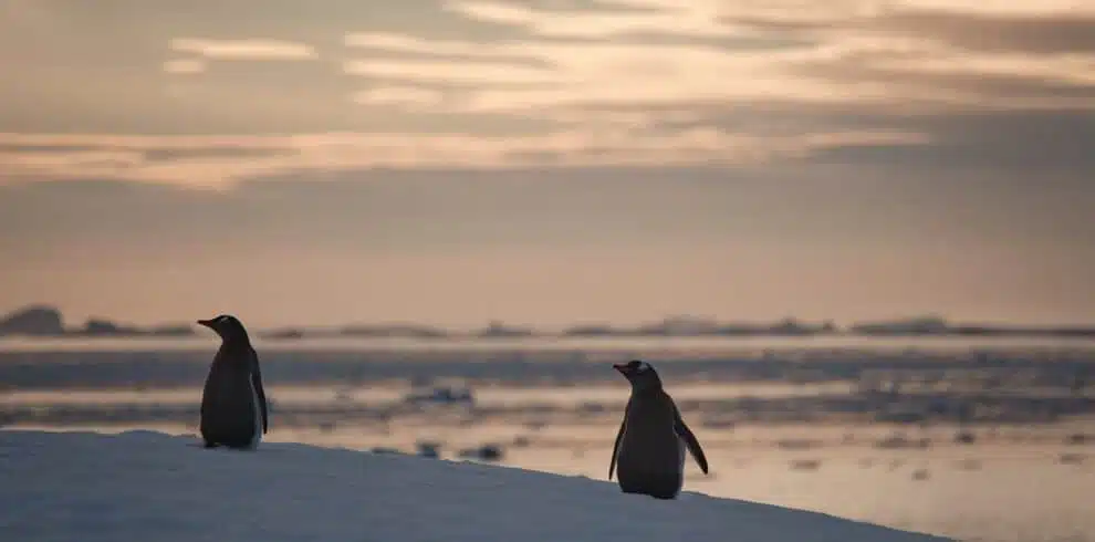 Els pingüins estan sobre el gel a la posta de sol a l'Antàrtida amb B4Experience