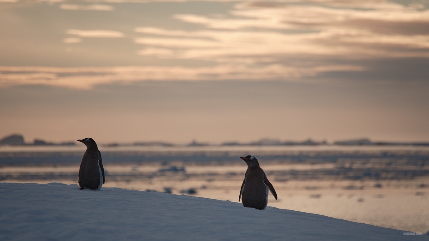 Penguins stand on the ice at sunset in Antarctica with B4Experience