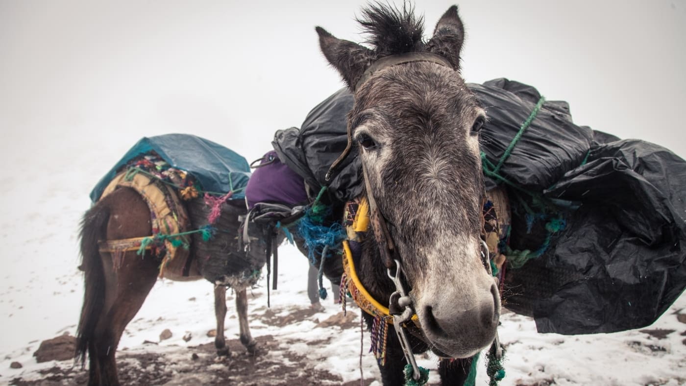 Pack mules carrying loads in a snowy mountain landscape with B4Experience