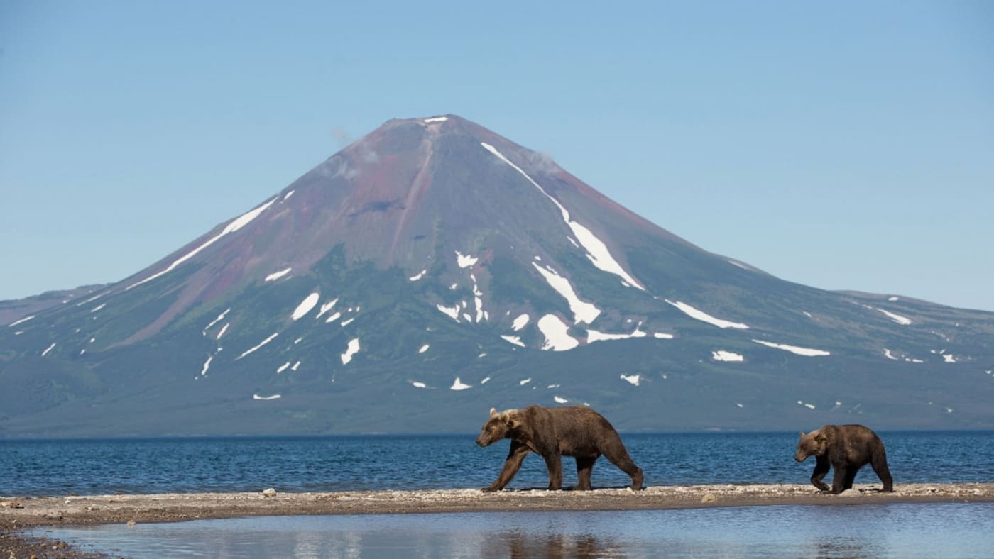 Brown bears roam near a volcanic lake in Kamchatka with B4Experience