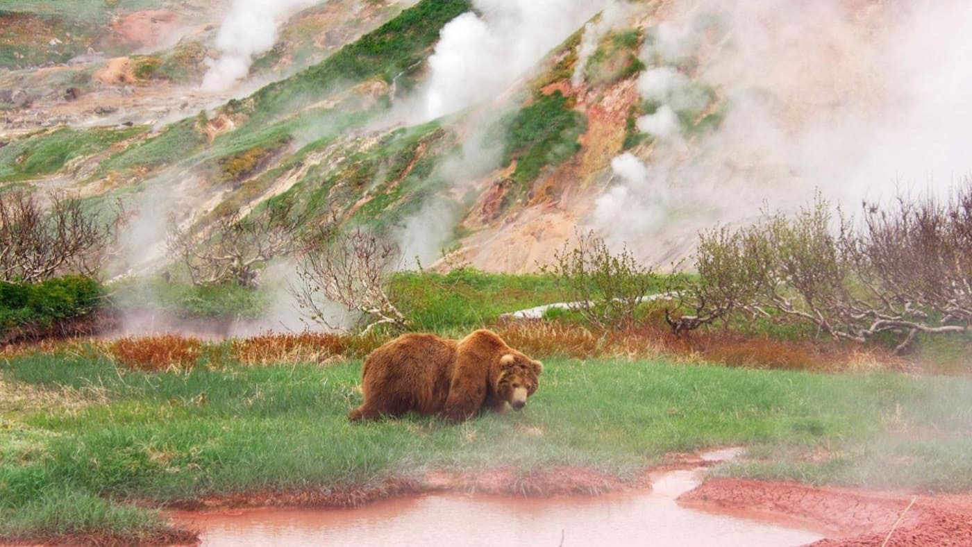 A brown bear wanders through Kamchatka's steaming geothermal valley with B4Experience