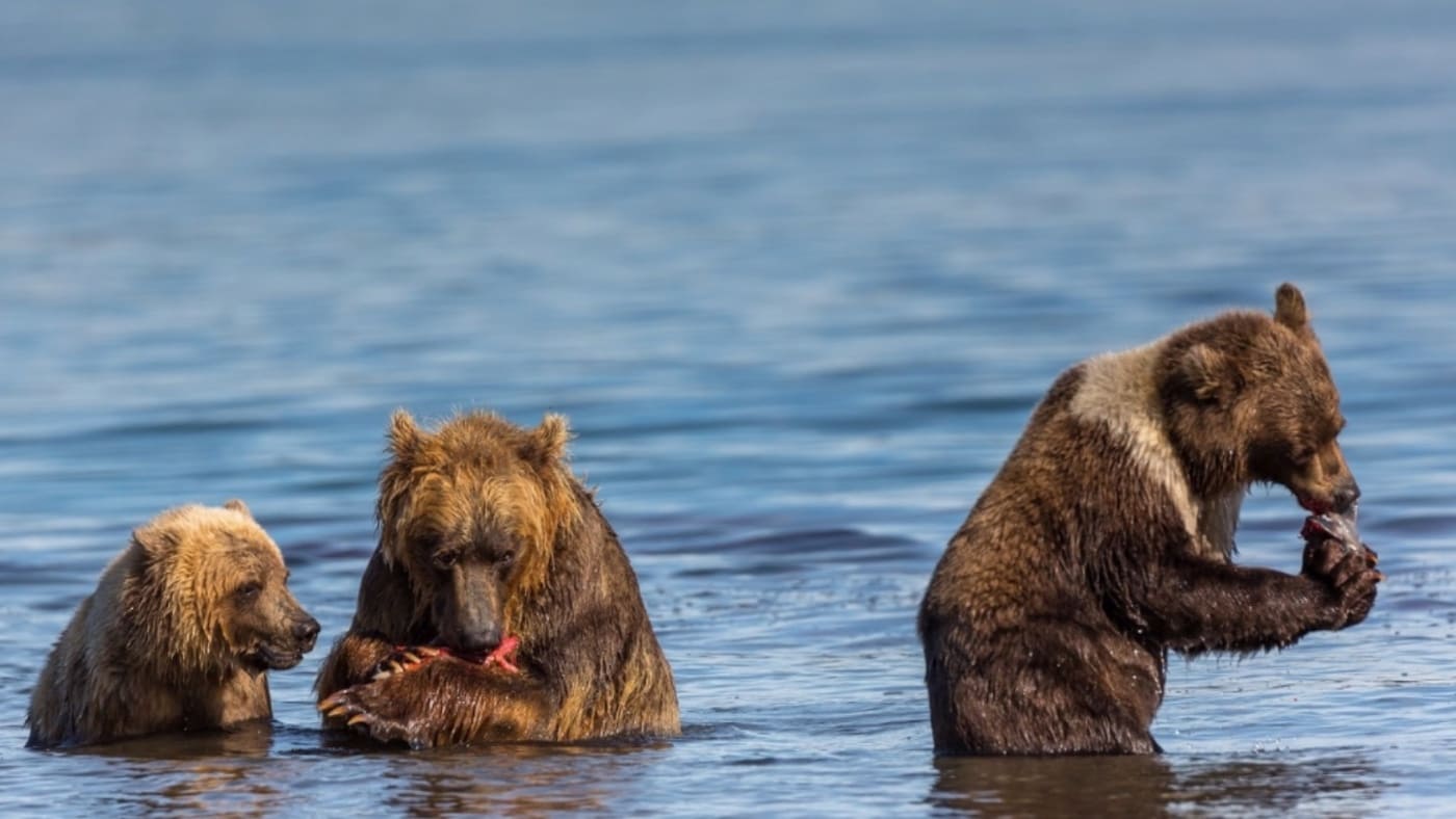 Kamchatka brown bears feast on fresh salmon in the river with B4Experience