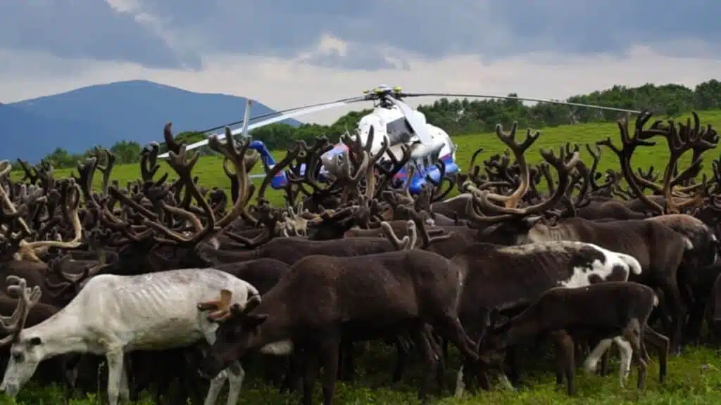 A helicopter lands amid a vast herd of Kamchatka reindeer with B4Experience