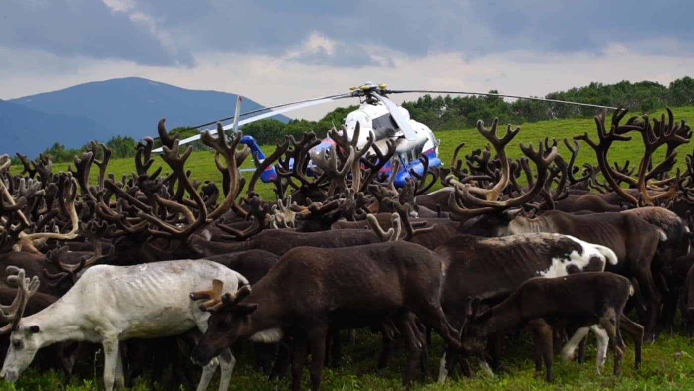 A helicopter lands amid a vast herd of Kamchatka reindeer with B4Experience