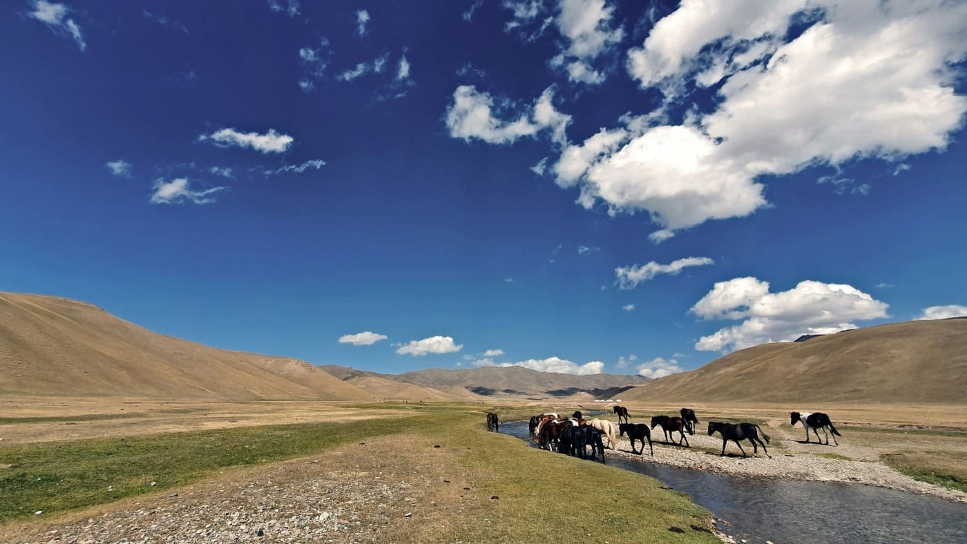 Horses grazing in the vast Kyrgyzstan landscape under a blue sky with B4Experience