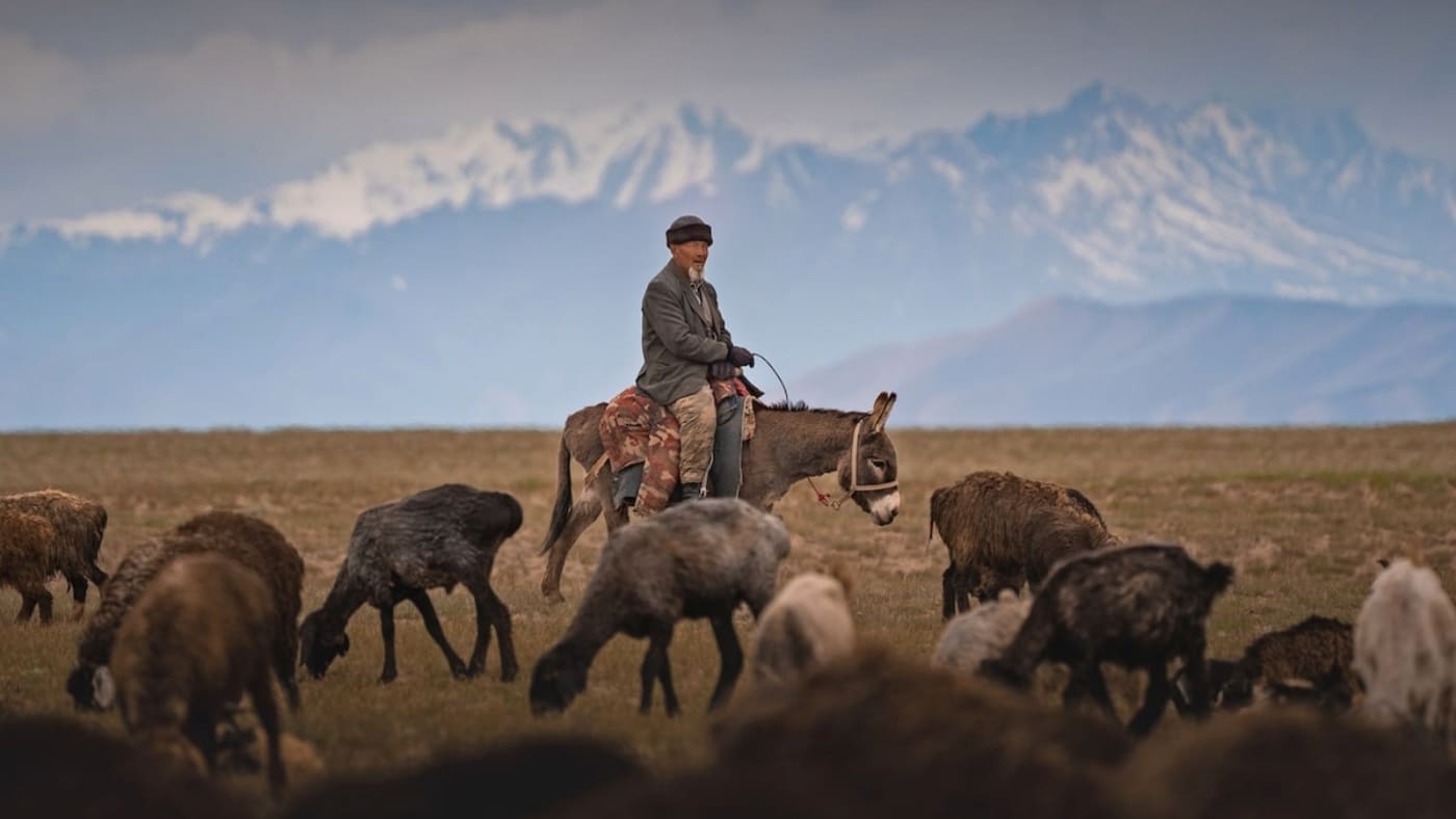 Shepherd on horseback, Kyrgyzstan - tending to the flock with a mountain backdrop with B4Experience