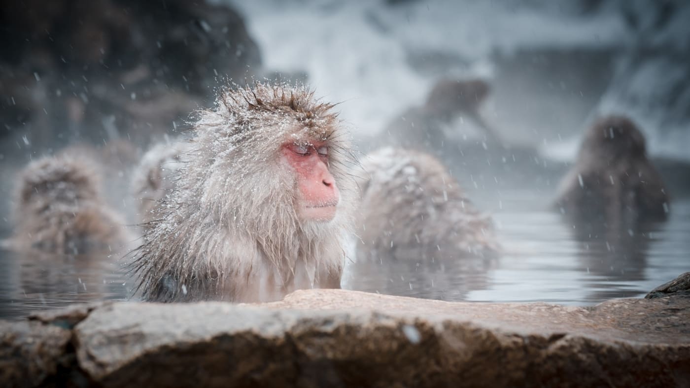 Snow monkeys soaking in a hot spring during snowfall in Japan with B4Experience