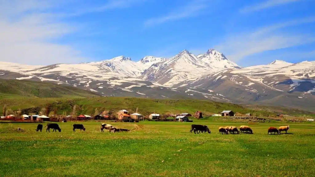 Trekking in Aragats, lush green pastures with grazing animals - B4Experience