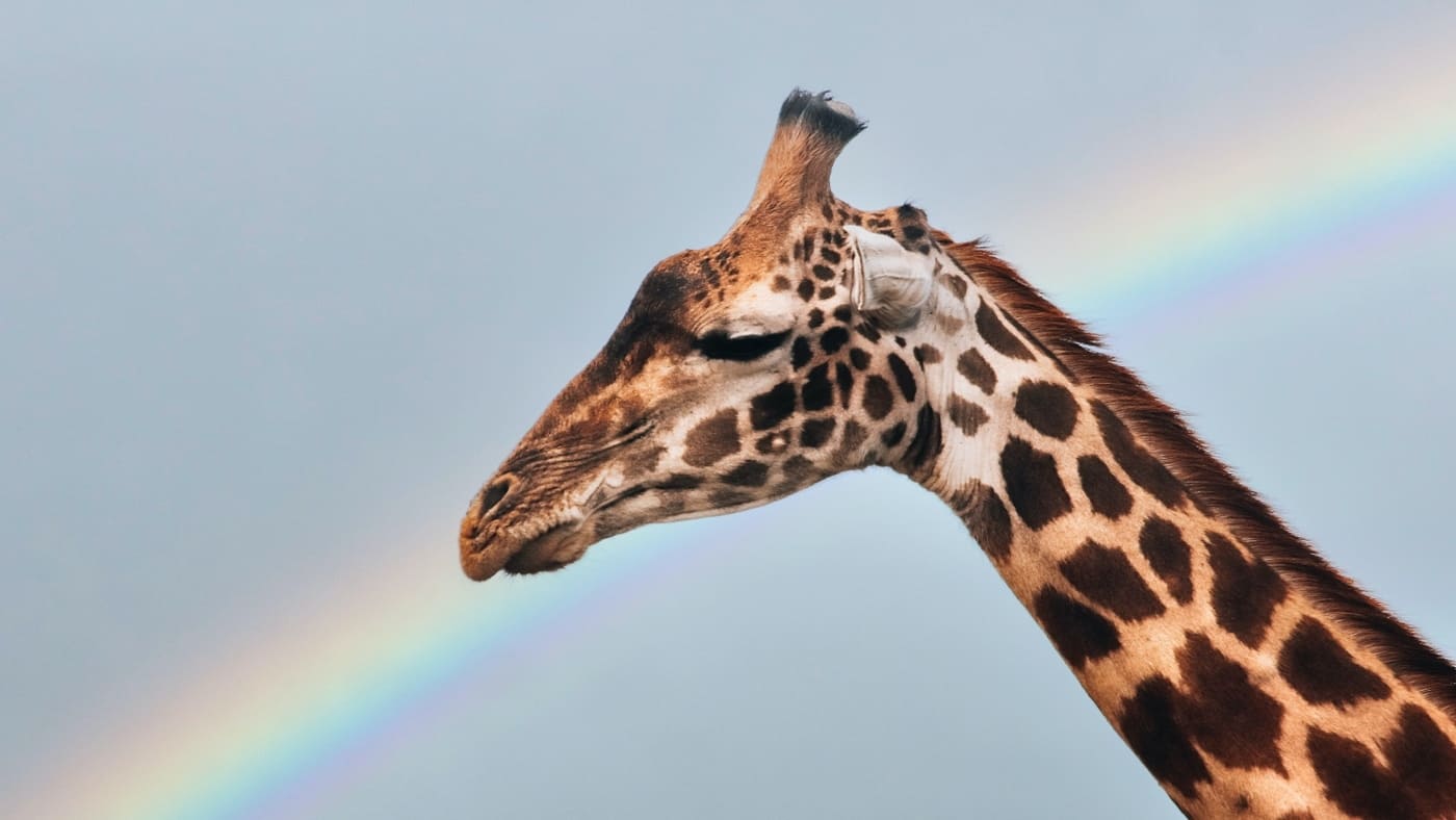 Giraffe in Tanzania with a rainbow in the background with B4Experience