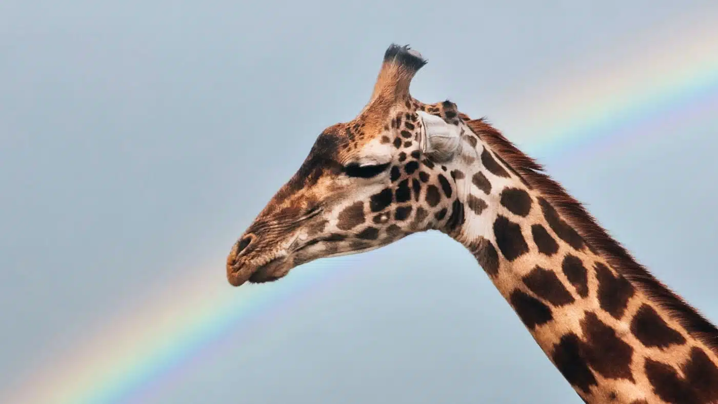 Giraffe in Tanzania with a rainbow in the background with B4Experience