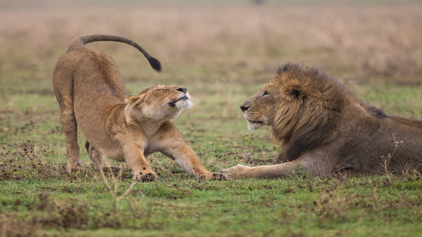 Lion and lioness interact during an African safari - B4Experience