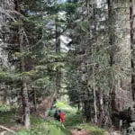 Hiker in red walking along a forest trail - B4Experience