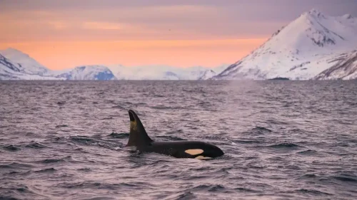 Orca swimming Norway