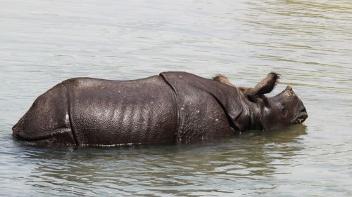 nepal chitwan