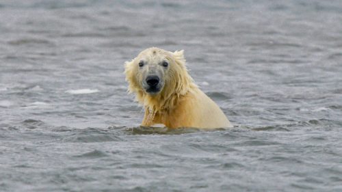 Polar bear bathing in the icy waters of Svalbard